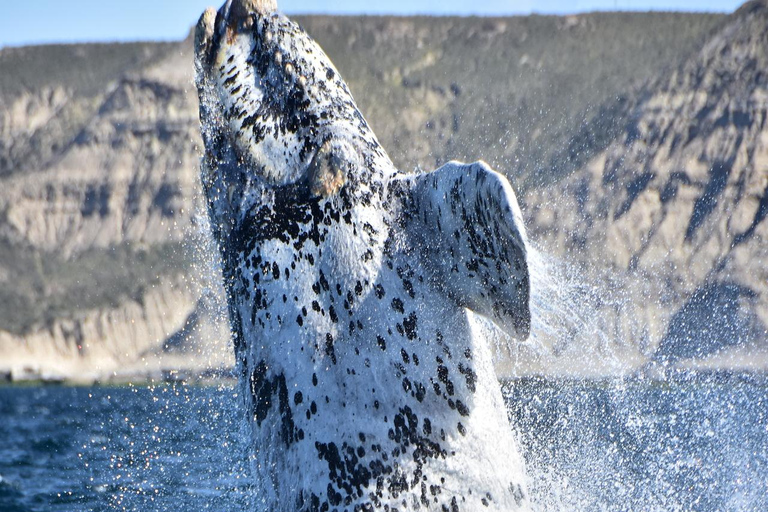 Puerto Madryn: El Doradillo Whale Watching Tour with Pickup