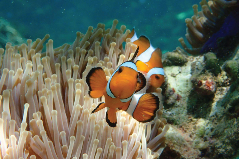 Phuket:Phi Phi Island with Premium Buffet & DJ by Noah Yacht