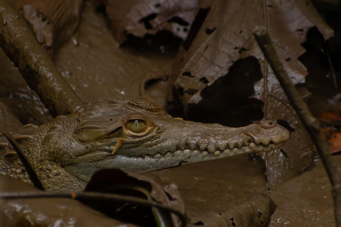 Sierpe : Caminata en Corcovado N. P.