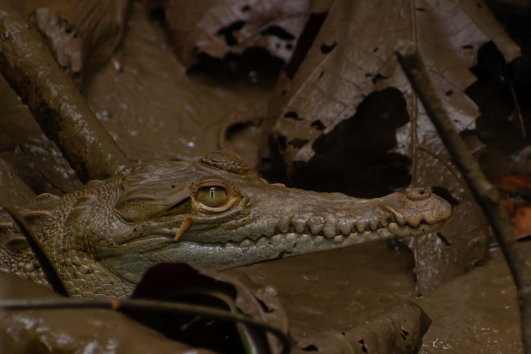 Sierpe : Caminata en Corcovado N. P.