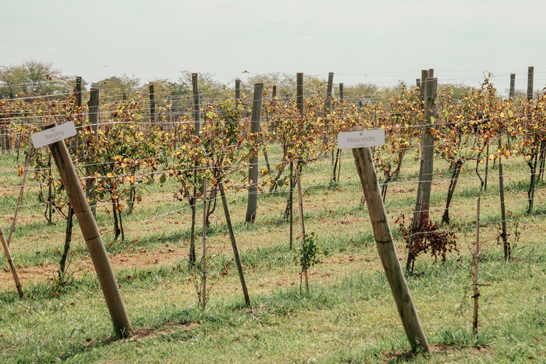 Buenos Aires: Almoço e degustação de vinhos na Bodega Gamboa