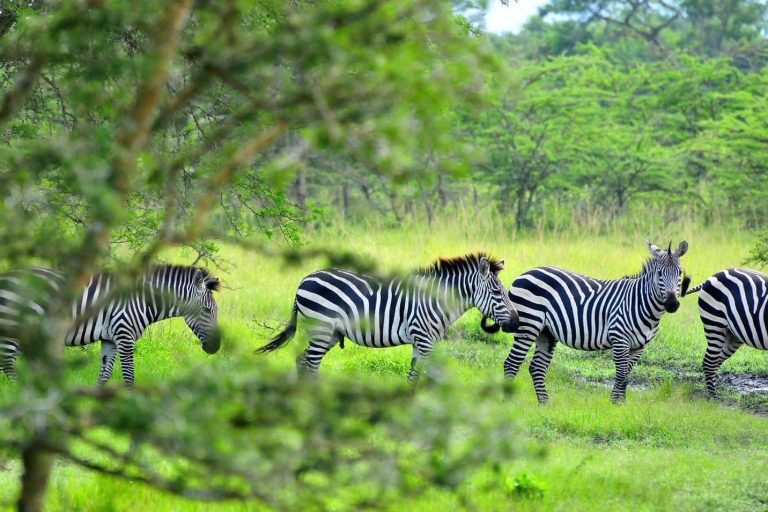 18-daagse Afrikaanse Jungle Safari Tour