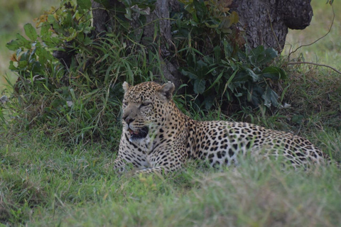 Day Trip To Lake Nakuru -See Flamingoes, Rhinos, Lions