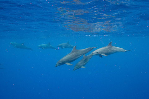 Waianae, Oahu: Swim with Dolphins (Semi-Private Boat Tour) Waianae, Oahu: Swim with Dolphins (6pax luxury power boat)