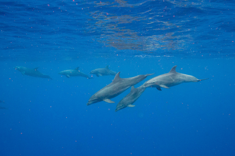 Waianae, Oahu: Swim with Dolphins (Semi-Private Boat Tour) Waianae, Oahu: Swim with Dolphins (6pax luxury power boat)