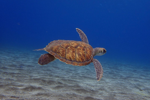 Tenerife: halve dag diepzeeduiken vanaf Abades BeachOntdek diepzeeduiken