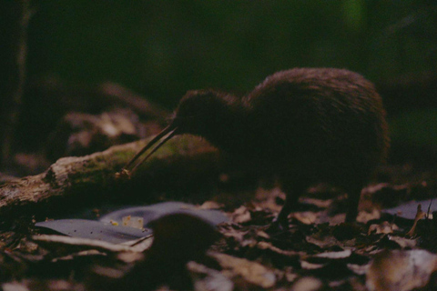 Tour di mezza giornata della città di Auckland e incontro con i kiwi autoctoniTour di mezza giornata alla scoperta della città di Auckland e dei kiwi autoctoni