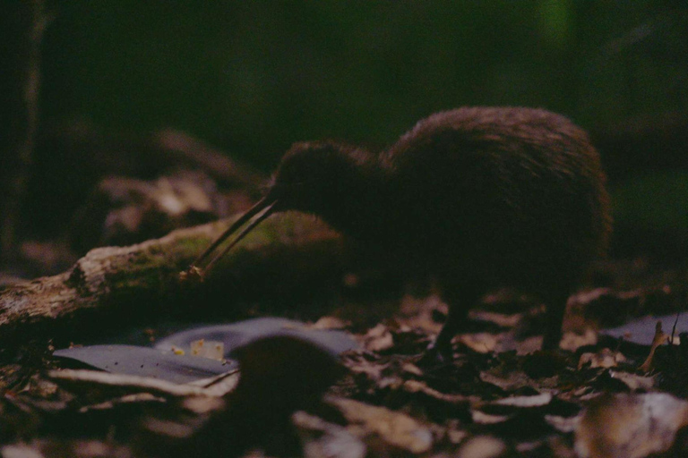 Tour di mezza giornata della città di Auckland e incontro con i kiwi autoctoniTour di mezza giornata alla scoperta della città di Auckland e dei kiwi autoctoni