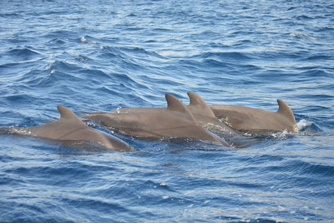 Calheta : Visite en petit groupe d&#039;observation des baleines et des dauphinsCalheta : Observation des baleines et des dauphins Visite privée avec un designer
