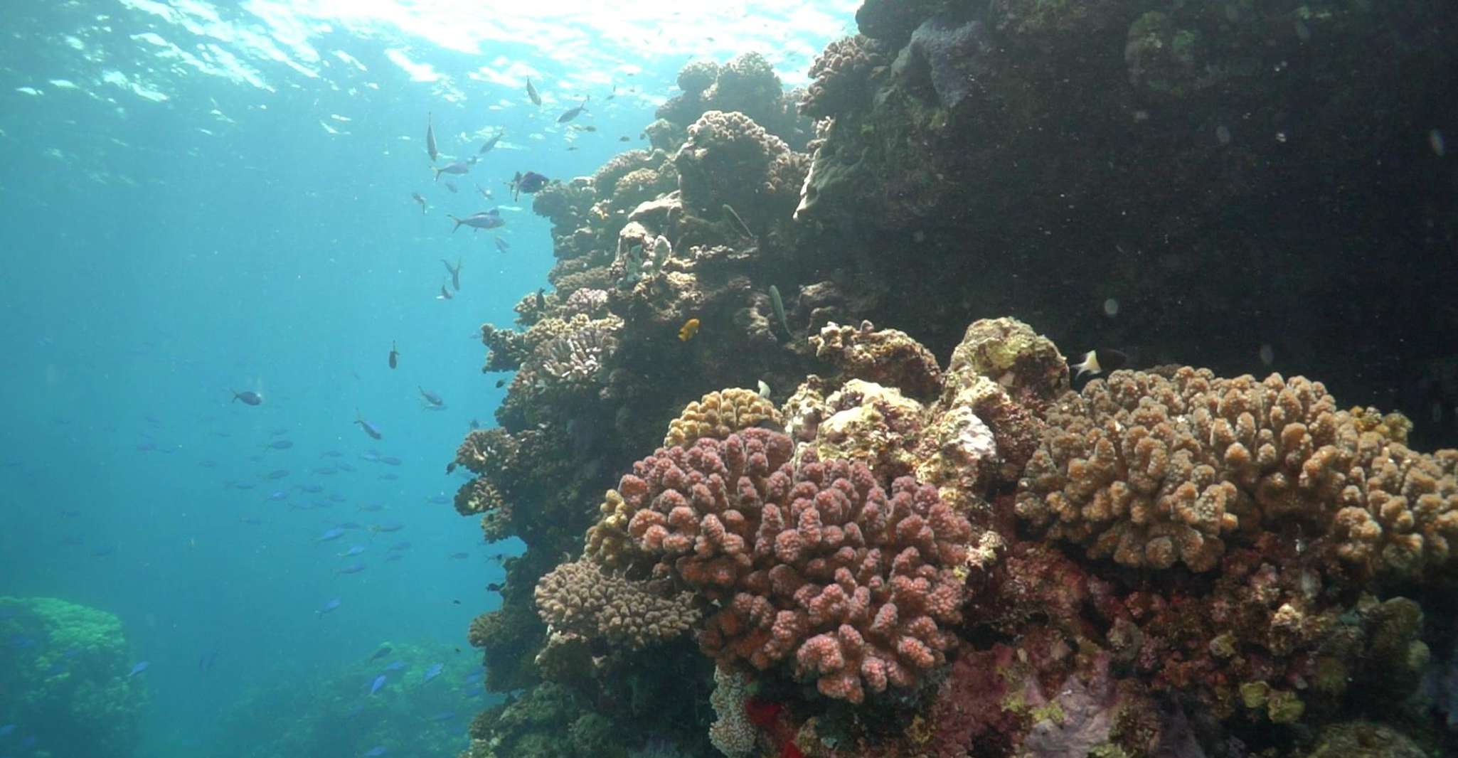 Jeddah: Bayada Leisure Boat Trip with Snorkeling photo 5