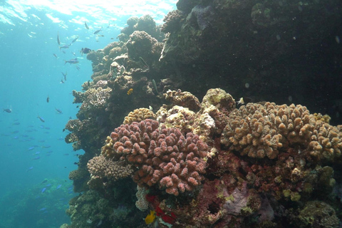 Jeddah: Passeio de barco pelas Ilhas Bayada com snorkeling