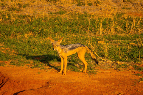 From Diani Beach or Mombasa: 2-Day Tsavo East Safari