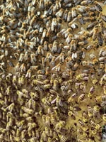 Kefalonia Honey Tour on E-Bikes - Housity