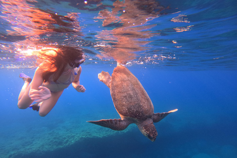Paphos: snorkeltour met gids naar zeeschildpaddenPaphos: snorkelen met zeeschildpadden met gids