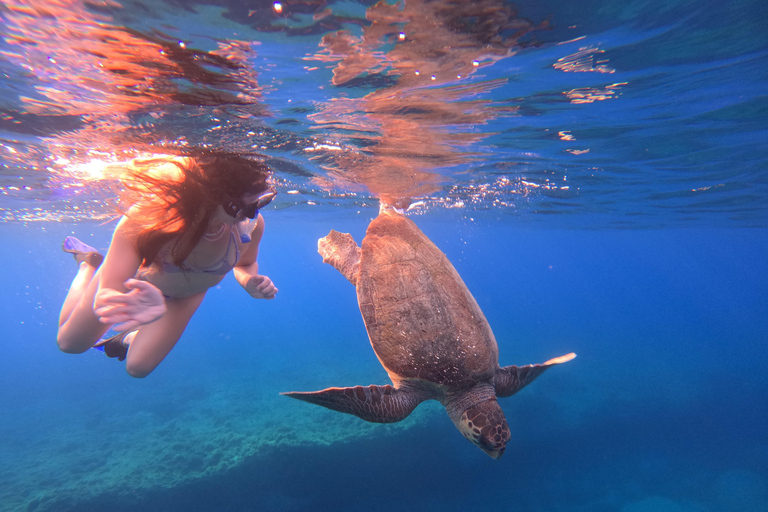 Paphos: snorkeltour met gids naar zeeschildpaddenPaphos: snorkelen met zeeschildpadden met gids