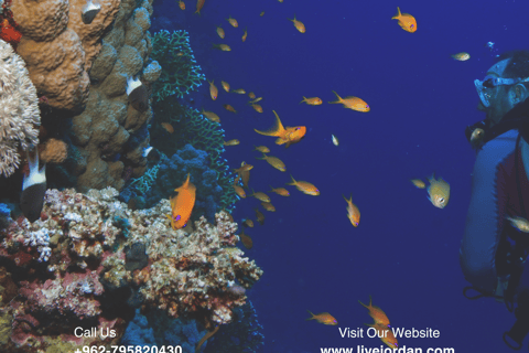 Aqaba: Dive Packages with Kits Start from 1 day to 5 days3 Days - 6 Dives