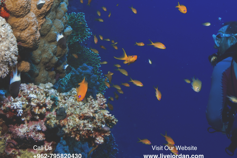 Aqaba: Dive Packages with Kits Start from 1 day to 5 days3 Days - 6 Dives