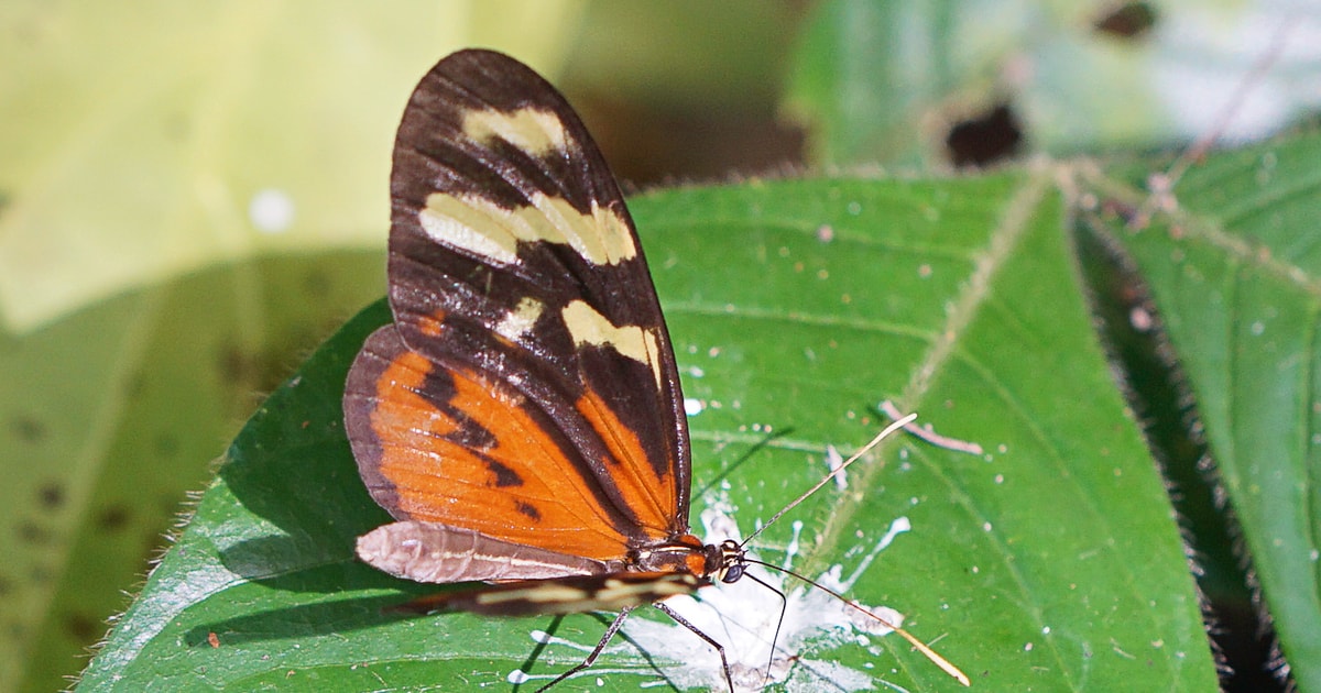 Soberania National Park Rainforest Hike | GetYourGuide