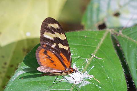 Panama City: Soberania nationalpark - privat vandring i regnskogenPanama City: Privat regnskogsvandring i nationalparken Soberania