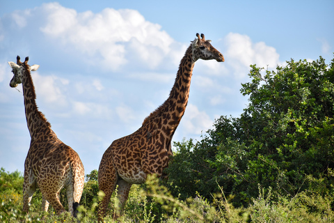 Halbtägige Morgen-/Nachmittagstour zum Nairobi-Nationalpark.