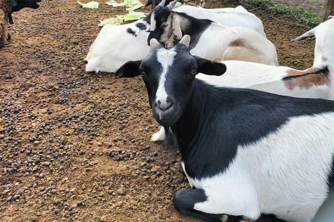 EXPERIÊNCIA MAASAI NO MT SUSWAPASSEIO AO MT SUSWA MAASAI