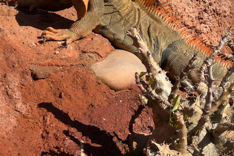 Agadir: Goats on Trees & Crocoparc Tour Goats on Trees & Crocoparc – Entry Ticket Included