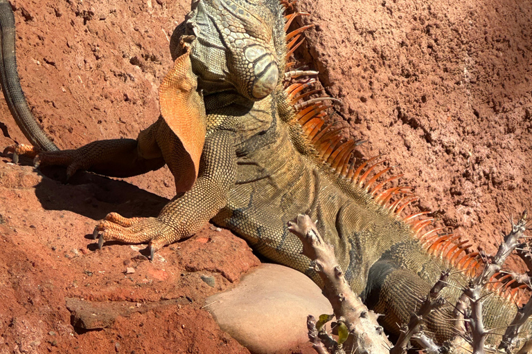 Agadir: Goats on Trees & Crocoparc Tour Goats on Trees & Crocoparc – Entry Ticket Included