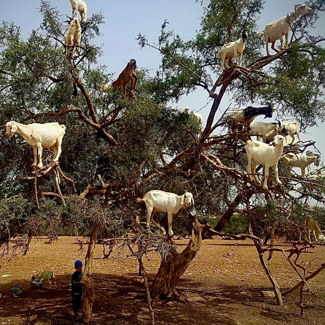 Marrakech : excursion d'une journée à Essaouira, « Un jour, deux mondes »❤️