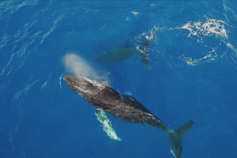 Oahu: Whale Watching Catamaran Tour near Waikiki Oahu Whale Watching