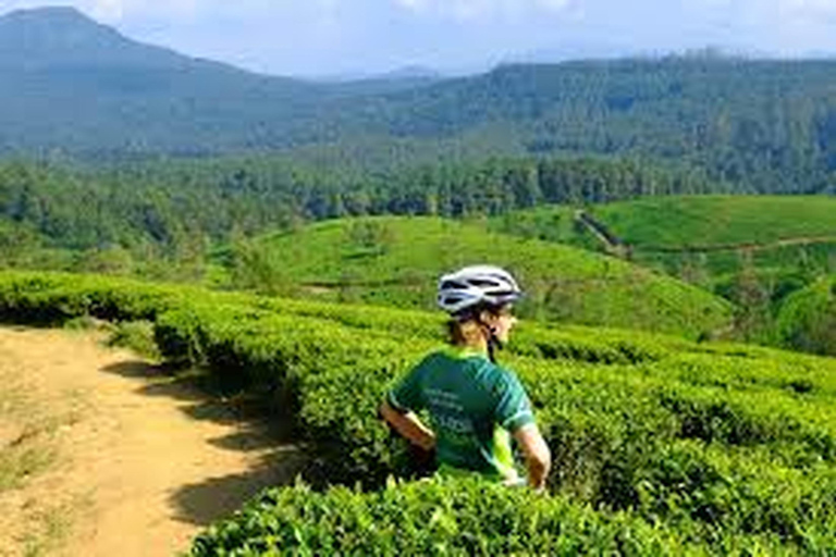 Bicycle Adventure-Bandarawela to Punagala & Tea Factory Tour