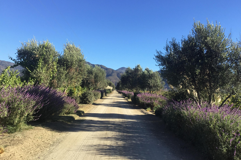 Vineyard, Valparaiso, Horseback Riding, Sea L &amp; BBQ Day Trip