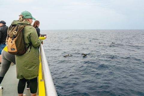São Miguel Azzorre: viaggio di osservazione delle balene di mezza giornata