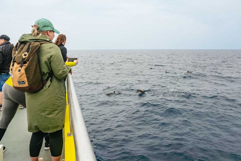Сан-Мигель Азорские острова: экскурсия на полдня с наблюдением за китами
