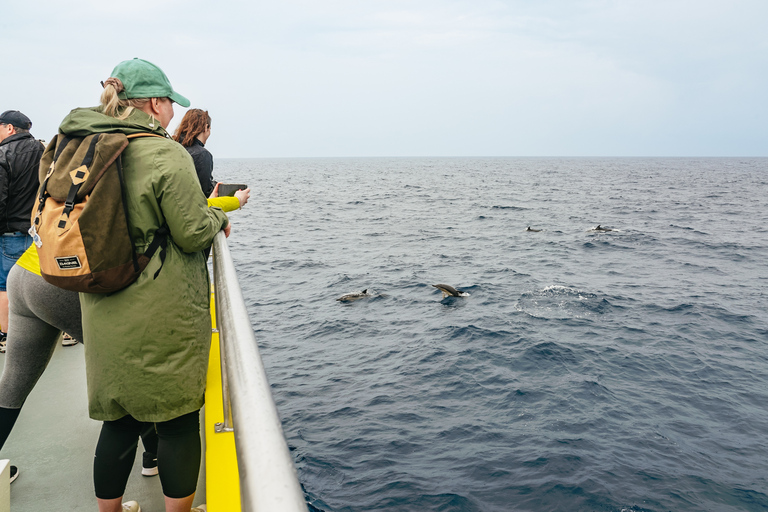 São Miguel Açores: excursion d'une demi-journée pour observer les baleines