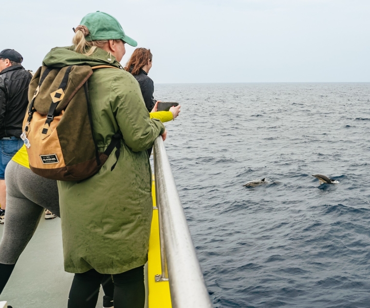 São Miguel Açores: excursion d'une demi-journée d'observation des baleines