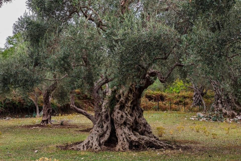 Old Town Bar, Old Olive Tree and the region of olive groves The region of olive groves: Old Town Bar and Oil tasting