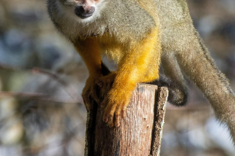 Punta Cana: Jungle Buggy Tour with Monkeyland Visit