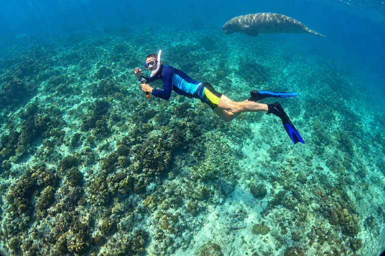 Coron: Dugong and Turtle Watching Tour w/ Lunch & Transfers
