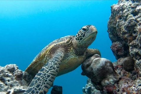 Nungwi: Swim with Sea Turtles at Sanctuary with Transfer Private Tour with Hotel Transfer Anywhere in Zanzibar
