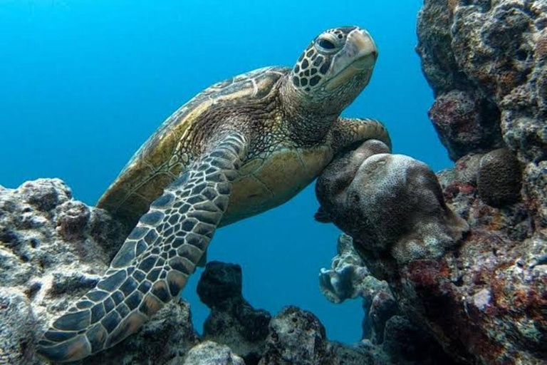 Nungwi: Swim with Sea Turtles at Sanctuary with Transfer Private Tour with Hotel Transfer Anywhere in Zanzibar