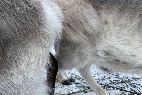 Rovaniemi: Reindeer Farm Visit with Sleigh Ride & Pickup