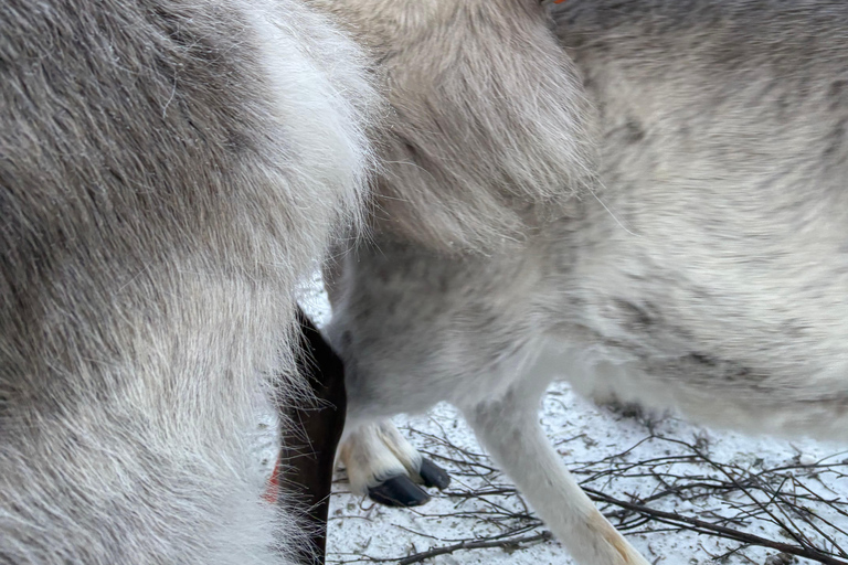 Rovaniemi: Reindeer Farm Visit with Sleigh Ride & Pickup