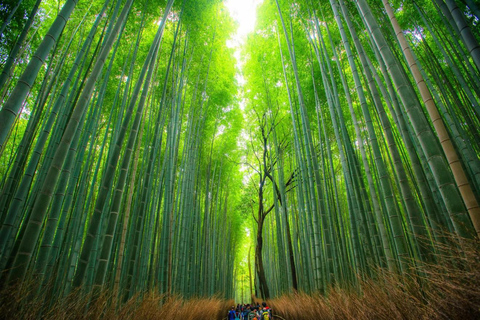 Shanghai: Crouching Tiger Bamboo Forest & White Tea Trip
