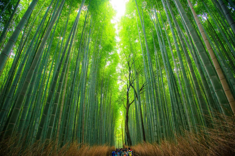 Shanghai: Crouching Tiger Bamboo Forest & White Tea Trip
