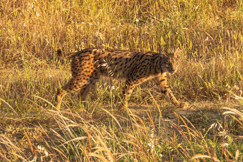 From El Rocío: Doñana National Park 4x4 Tour with Guide