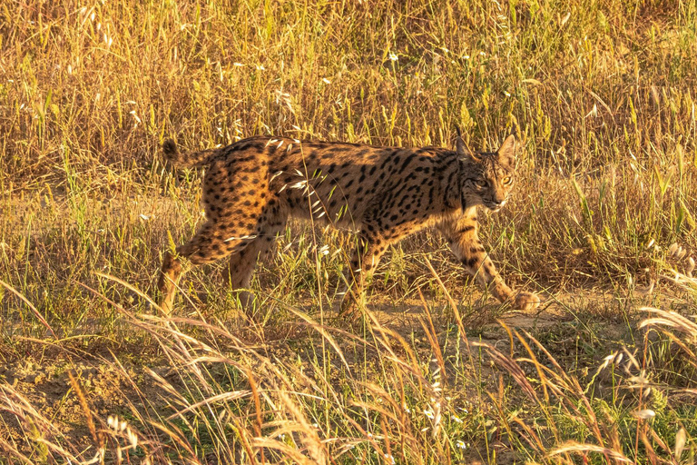 From El Rocío: Doñana National Park 4x4 Tour with Guide