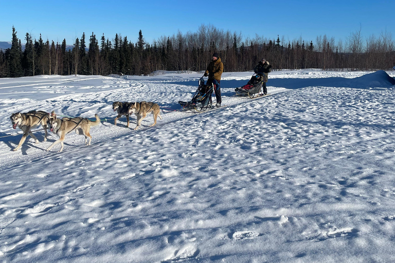 Fairbanks: 2 Hour Basic Dog Mushing School