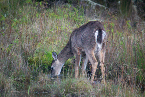 Private sight Tour Chingaza Paramo from Bogota, Andean BearPrivate sighting Tour in Chingaza Paramo, Andean Bear