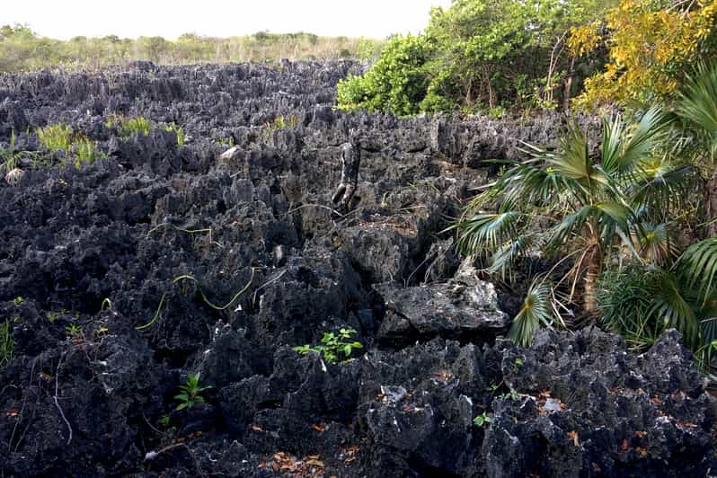 Grand Cayman West Island Guided Tour with Entry Tickets GetYourGuide