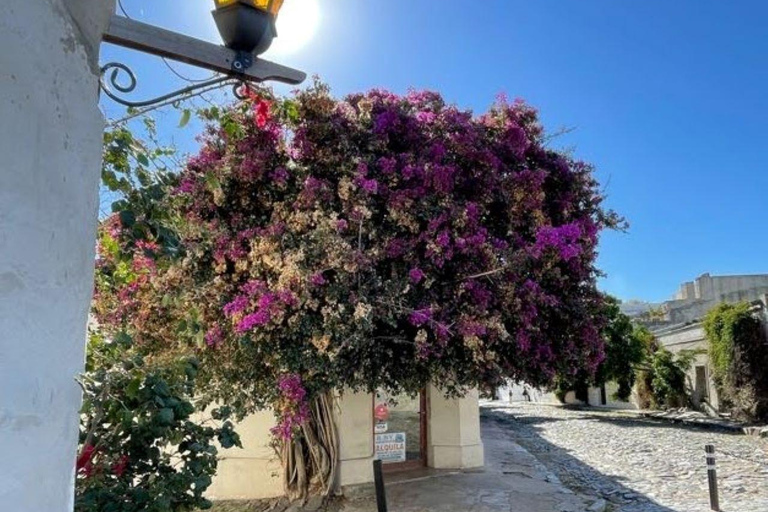 Colonia del Sacramento Private Stadtführung mit Käse- und WeinverkostungPrivater Rundgang durch Colonia del Sacramento mit Käse- und Weinverkostung